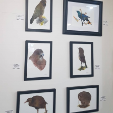 Bird Paintings